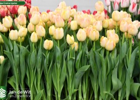 Tulipa Creme Upstar ® (2)